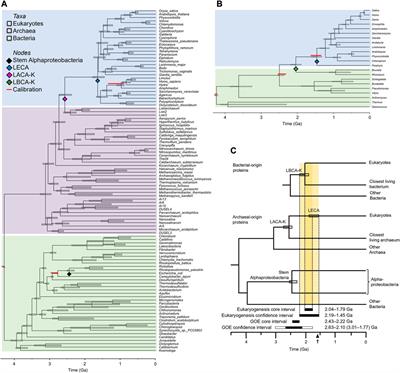The origin of eukaryotes and rise in complexity were synchronous with the rise in oxygen